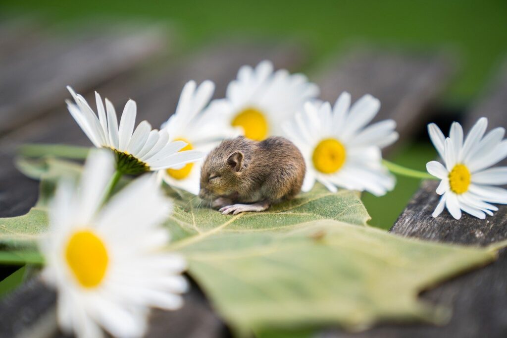 animal, baby mouse, rodent-7027635.jpg