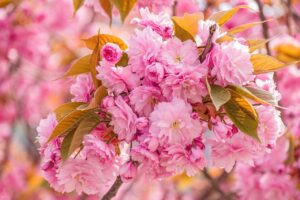 cherry blossom, flowers, spring-7041509.jpg